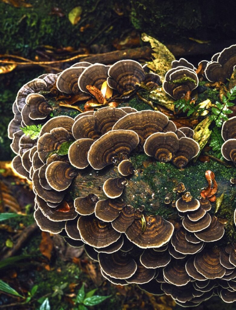 Bosque de Hongos Selva Panamá