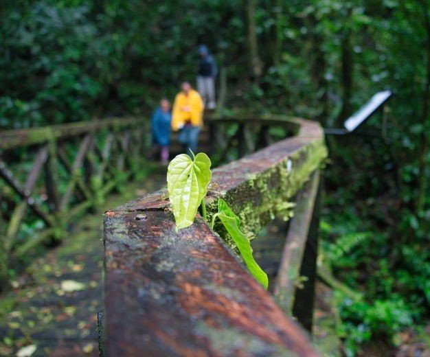 Panamá-Parque el Cope. Donde nace la niebla