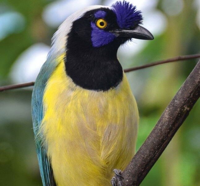 Global Big Day