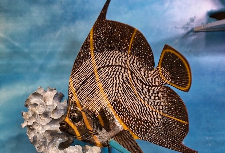 Octaviano es un indígena emberá que ha llevado el arte de tallar la tagua a un nivel de maestría. Piezas como la mariposa morfo o el caballito de mar destacan por la riqueza de sus detalles.