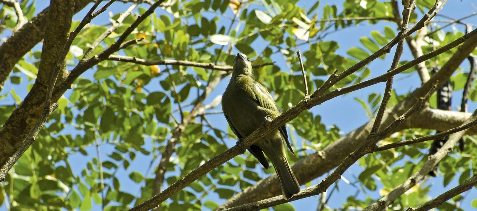 Naturaleza en Guyana