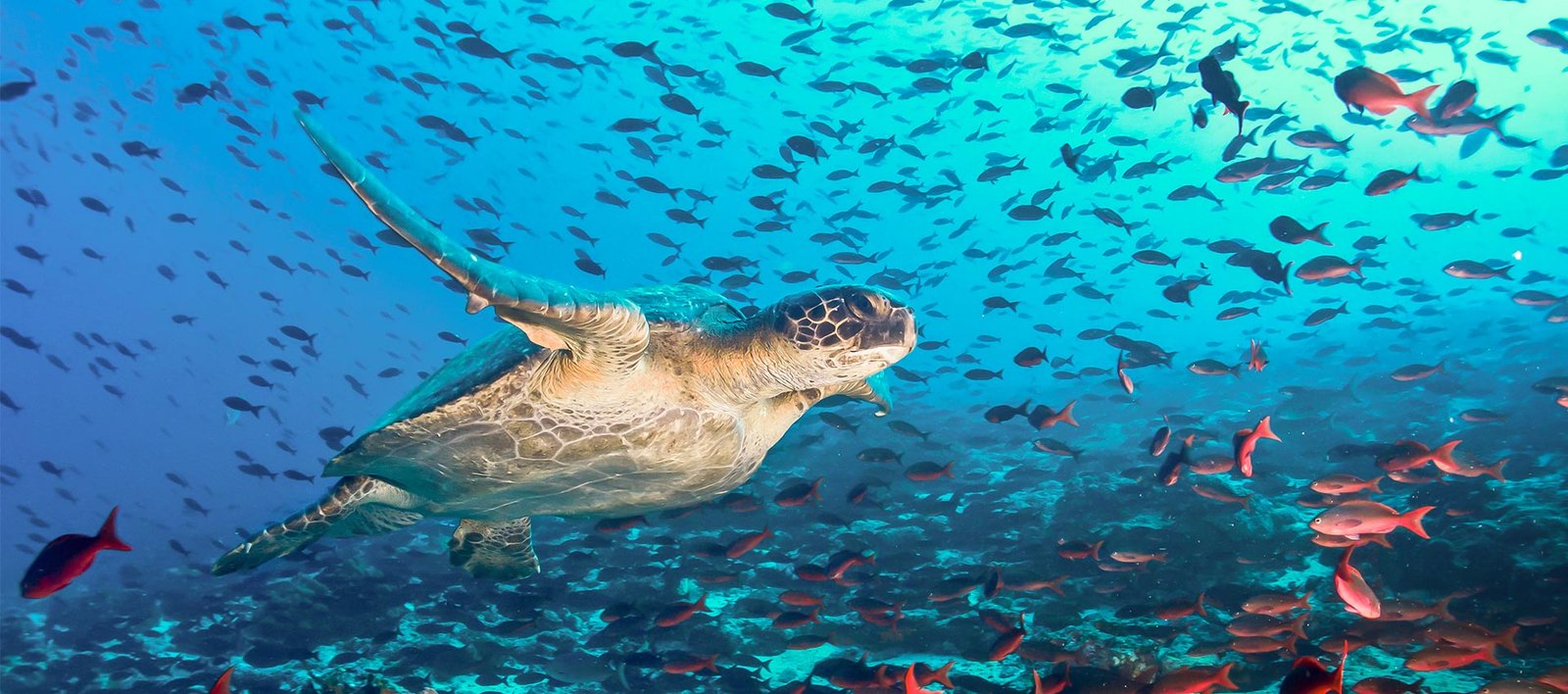 The Galápagos Islands: underwater in a giant aquarium