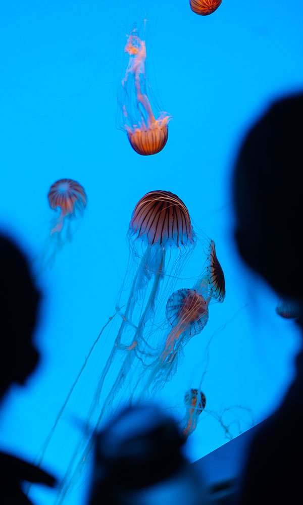 Aquarium de Baltimore