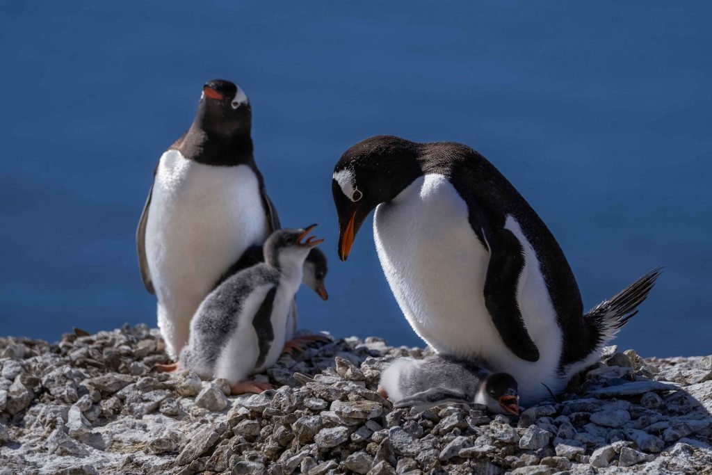 Antarctica