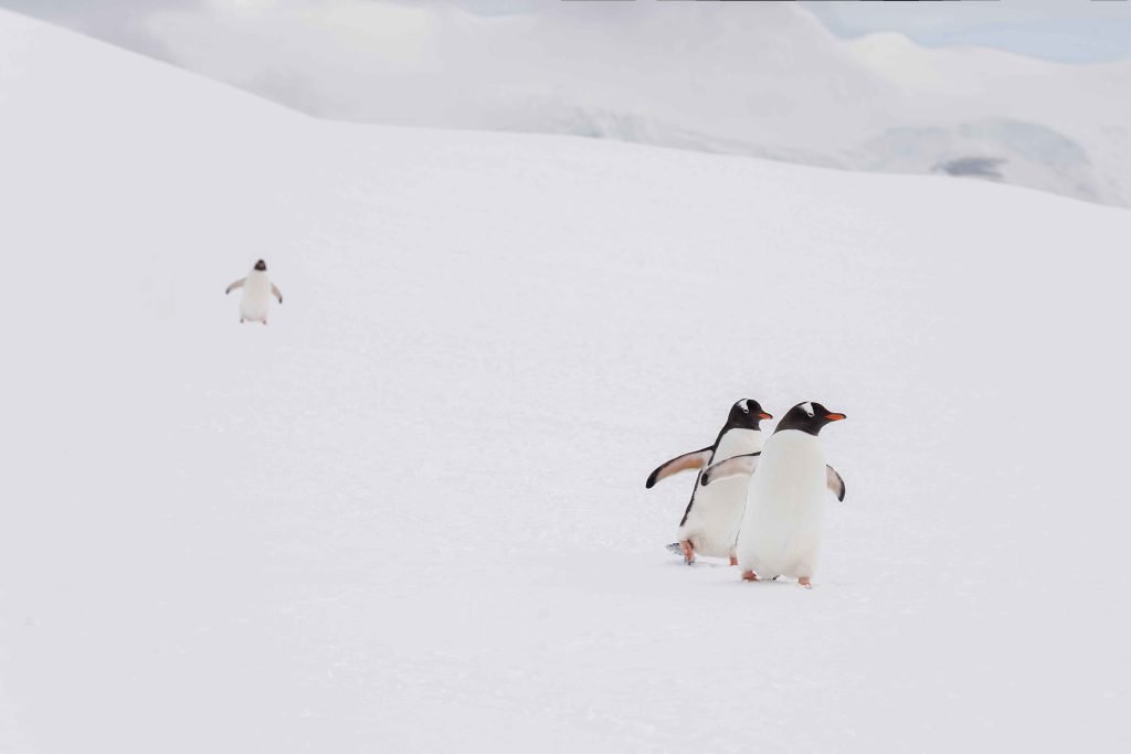 Antarctica