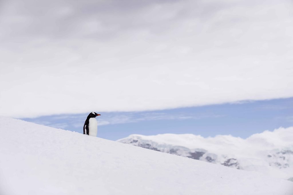 La Antártica