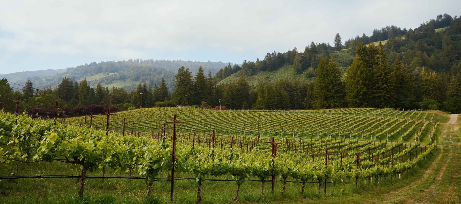 El campo vinícola de California