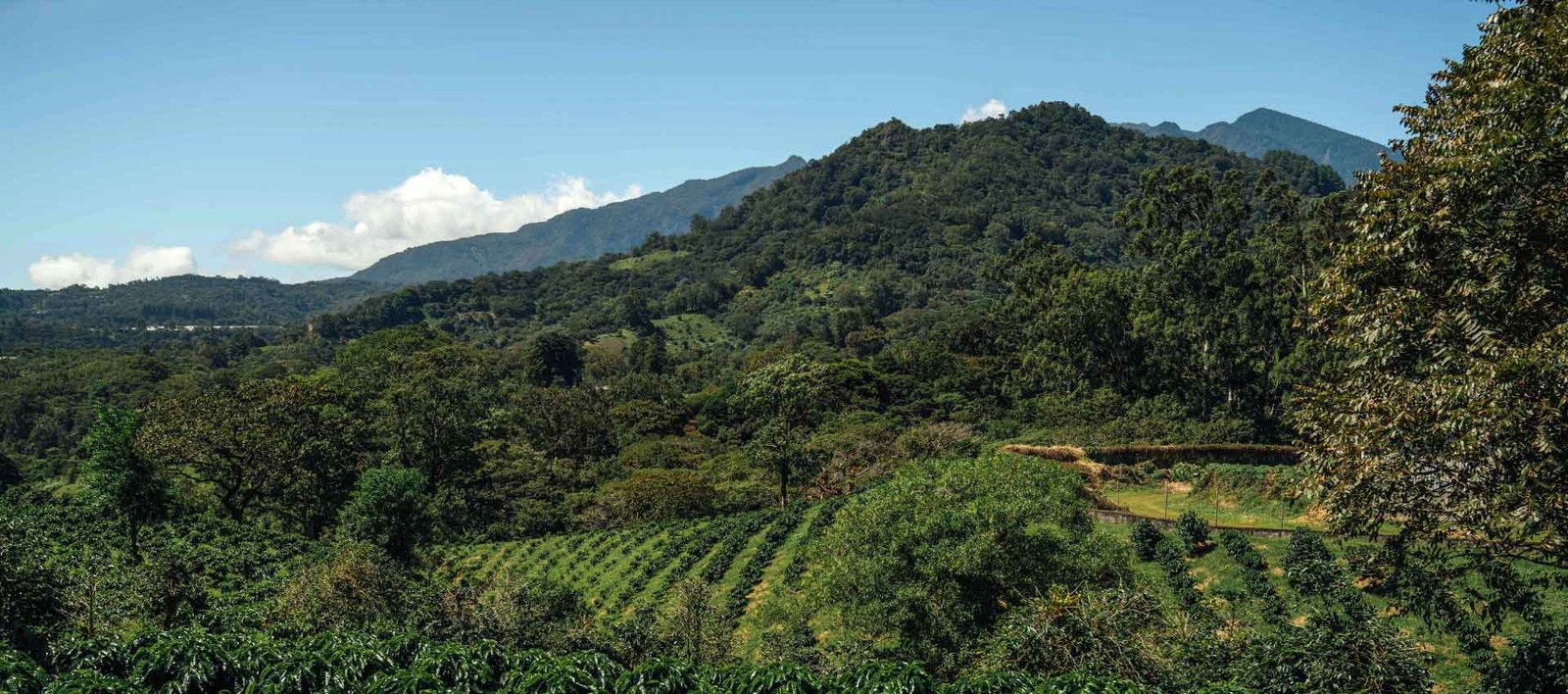 Chiriquí, la meca del buen café