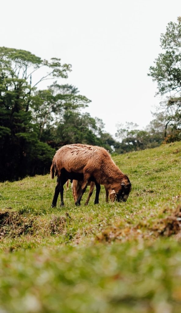fauna de boquete