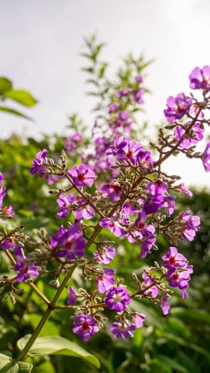flores