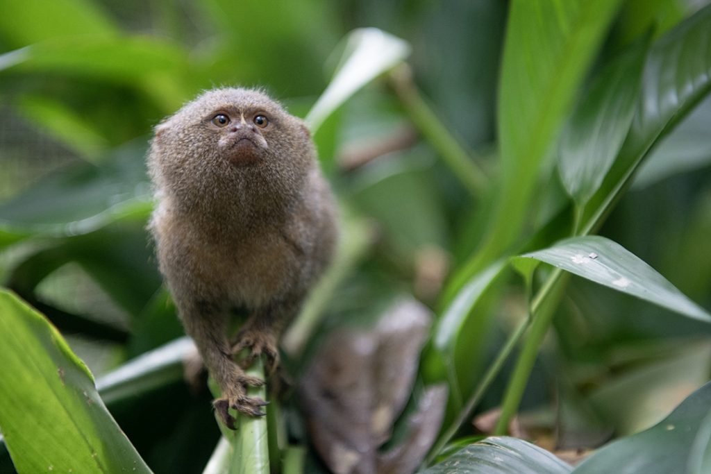 Amazon Fauna