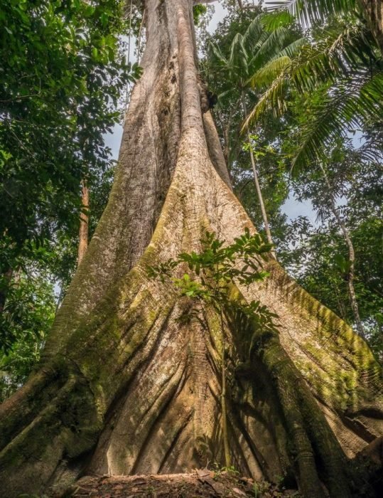 Amazon_forest