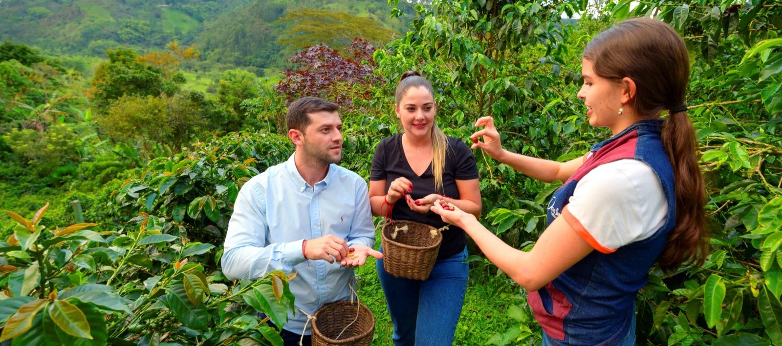 Collecting coffee in Armenia