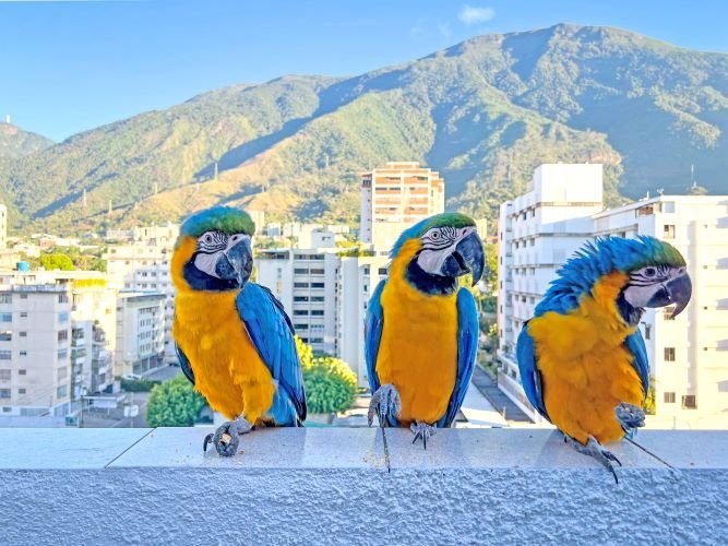 Macaws in Caracas