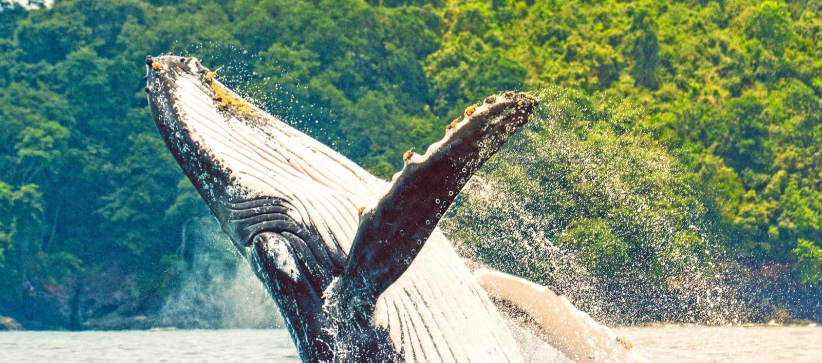 Temporada de Ballenas en el Golfo de Chiriquí