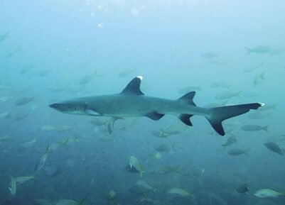 Shark in Coiba