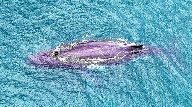 Ballena en Punta Chame