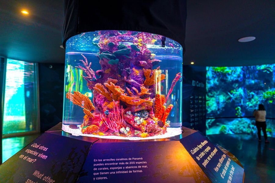 Tank Biomuseo
