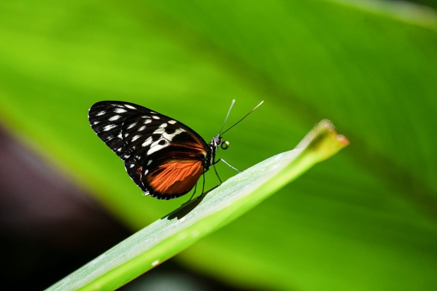 Mariposa en MUSEO NACIONAL San José