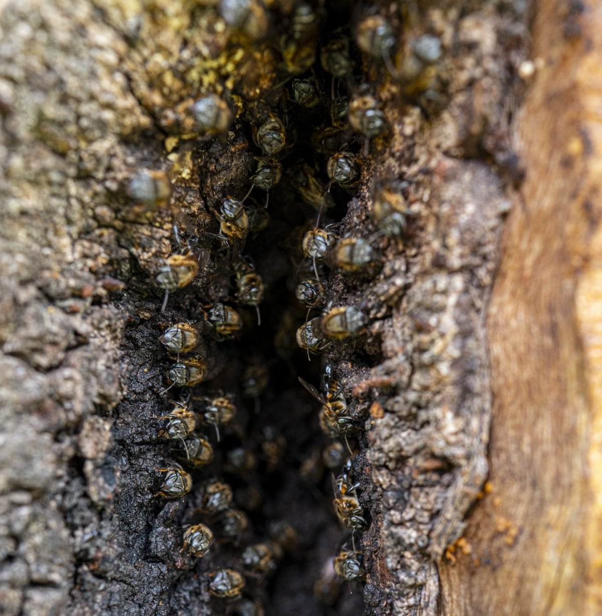Abejas - Boquete