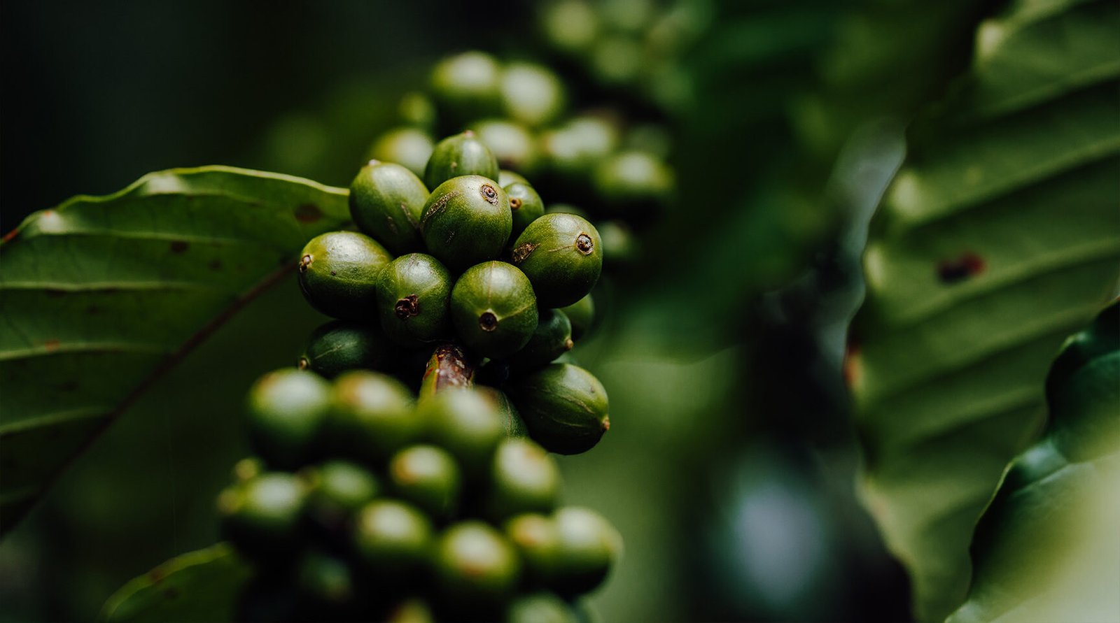 Cuencafe-Canal-de-Panama