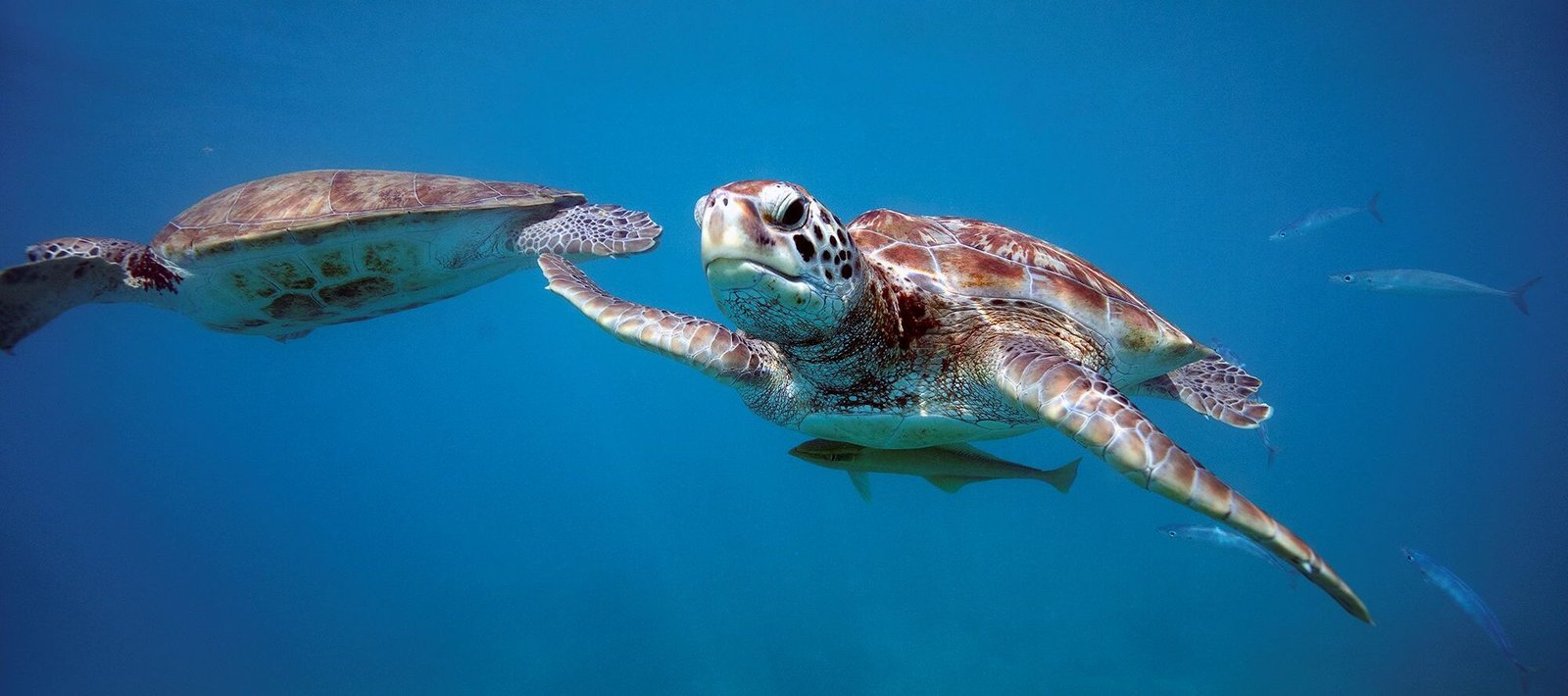 Sea turtles swimming in the crystal-clear waters of Barbados, one of the main attractions for diving and snorkeling in the Caribbean.