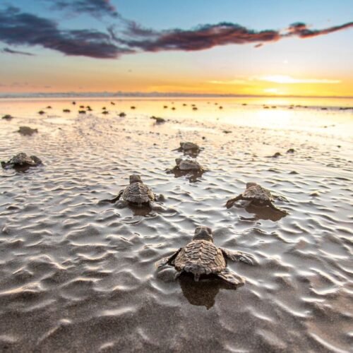 Panama: Natural Refuge for Whales and Sea Turtles