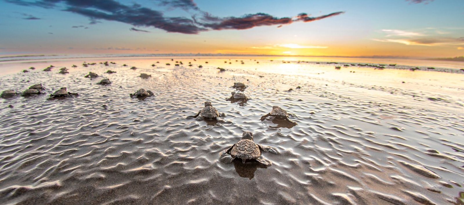 Panama: Natural Refuge for Whales and Sea Turtles