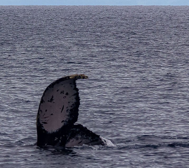 BALLENA-PANAMA-WEB