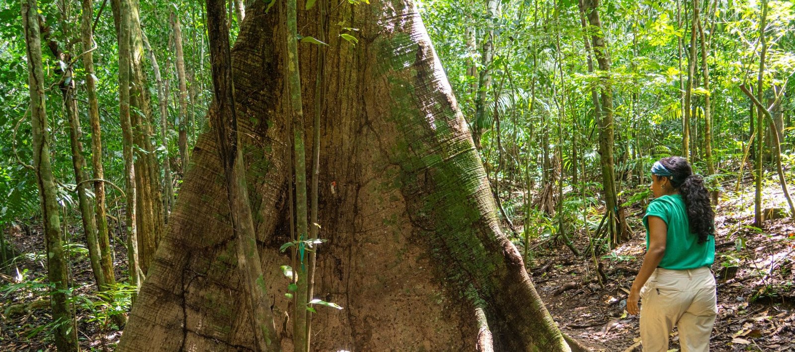 "Researcher walking beside a giant tree in the tropical rainforest of Barro Colorado, Panama."