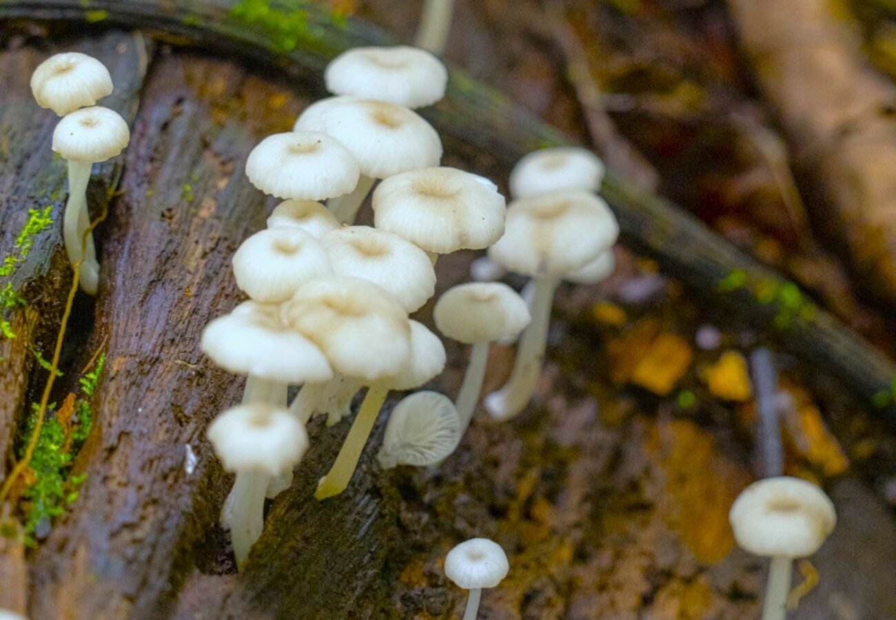 Small white mushrooms growing on a damp log in the Barro Colorado rainforest, Panama.