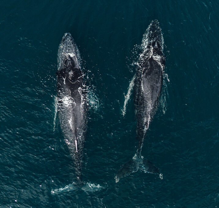 WEB-WHALES-PANAMA-LAS-PERLAS