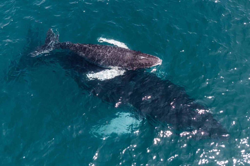 WEB-WHALES-PANAMA-LAS-PERLAS