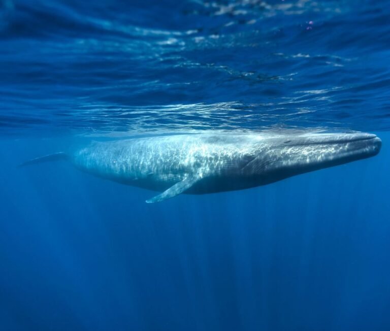 Corredor Azul Ballenas realizando su migración anual