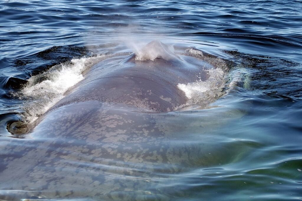Ballenas
