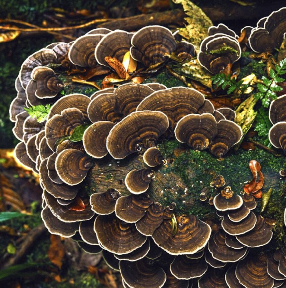 Mushroom Forest, Santa Fe National Park.