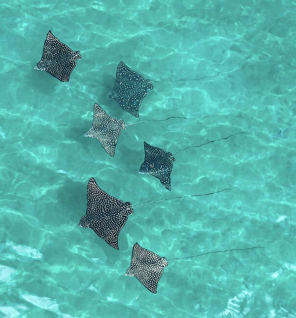 Manta Rays at Coiba Beach.