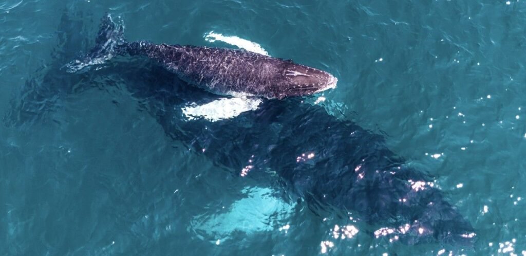 WHALES