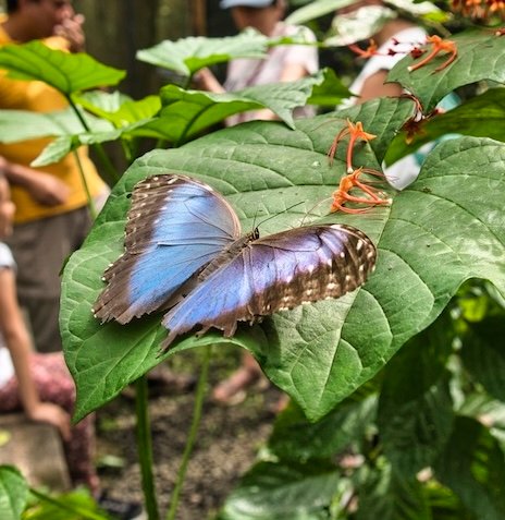 Mariposario