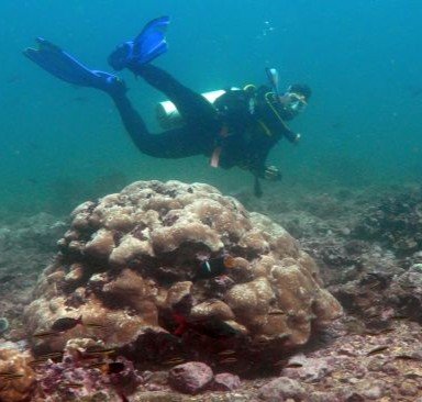 Buceo en Malpelo