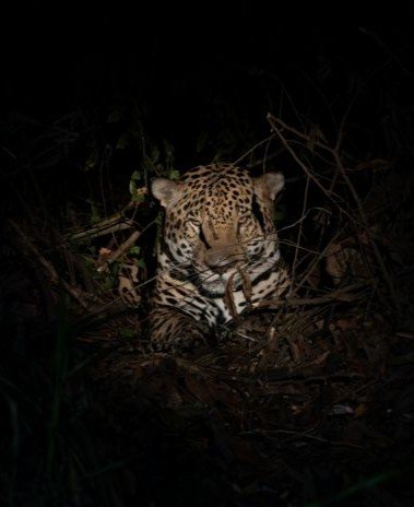 El jaguar está presente en 18 países de América. Panamá es el único eslabón que existe entre las poblaciones de jaguar en Sudamérica y Centroamérica.
