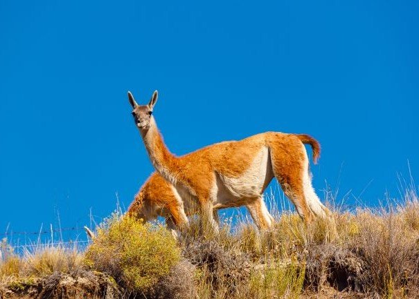 Guanacos