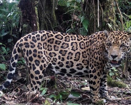 La presencia de jaguares en los bosques tropicales es un indicador de la salud ambiental de los ecosistemas y una señal del estado de la biodiversidad panameña.