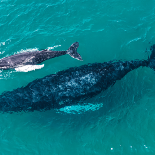 Las Perlas Ballenas azules