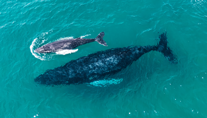 Las Perlas Ballenas azules
