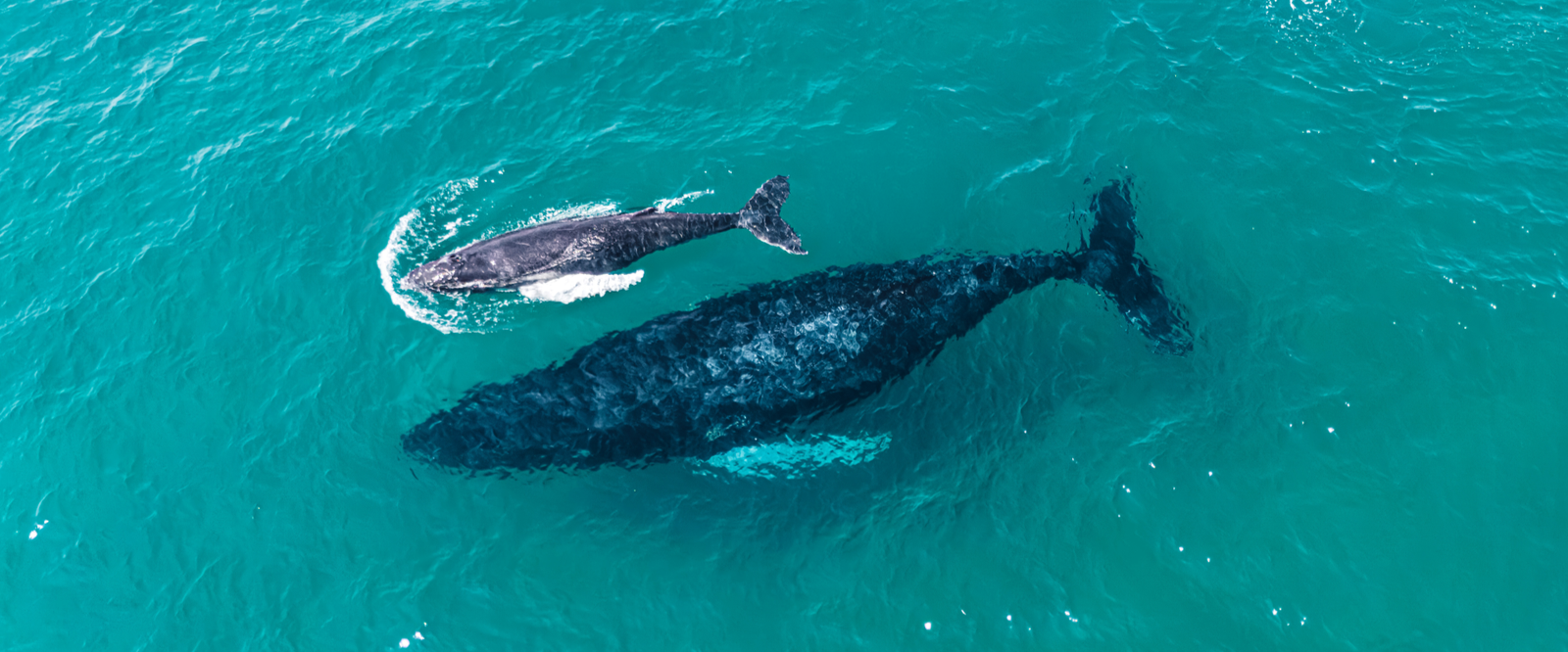 Las Perlas Ballenas azules