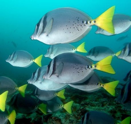 Malpelo peces