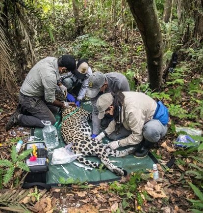 La Fundación Yaguará trabaja con las comunidades locales a través de la investigación científica para reducir los conflictos entre las personas y los jaguares.