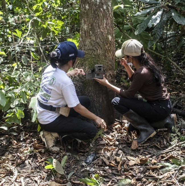 El equipo de Yaguará Panamá instala cámaras trampa en el bosque. Estas ayudan a identificar, monitorear y estudiar a los jaguares, felinos silvestres y otros animales.