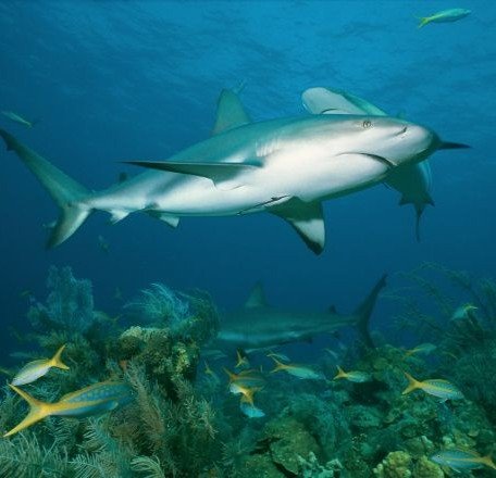 Tiburones en Malpelo